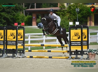 Westfaliano, Giumenta, 5 Anni, 158 cm, Baio nero