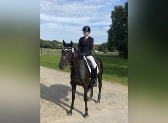 Westfaliano, Giumenta, 5 Anni, 160 cm, Baio nero