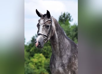 Westfaliano, Giumenta, 5 Anni, 160 cm, Leardo