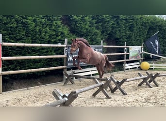 Westfaliano, Giumenta, 5 Anni, 160 cm, Sauro