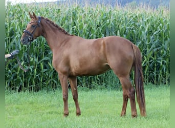 Westfaliano, Giumenta, 5 Anni, 160 cm, Sauro