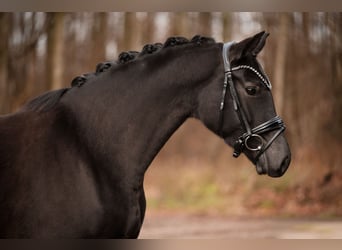 Westfaliano, Giumenta, 5 Anni, 162 cm, Baio nero