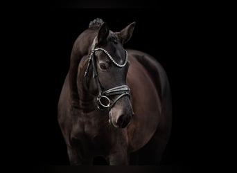 Westfaliano, Giumenta, 5 Anni, 162 cm, Baio nero