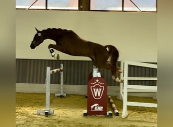 Westfaliano, Giumenta, 5 Anni, 162 cm, Sauro scuro