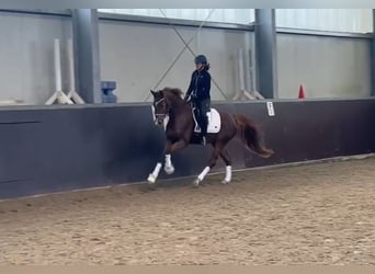 Westfaliano, Giumenta, 5 Anni, 162 cm, Sauro scuro