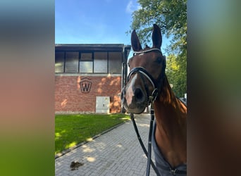Westfaliano, Giumenta, 5 Anni, 162 cm, Sauro scuro