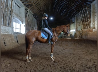 Westfaliano, Giumenta, 5 Anni, 162 cm, Sauro scuro