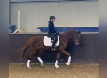 Westfaliano, Giumenta, 5 Anni, 162 cm, Sauro scuro