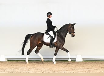 Westfaliano, Giumenta, 5 Anni, 163 cm, Baio
