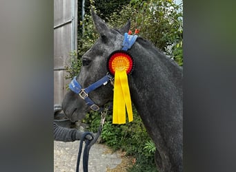 Westfaliano, Giumenta, 5 Anni, 163 cm, Grigio