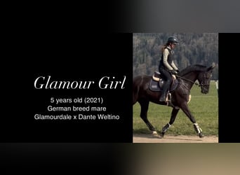 Westfaliano, Giumenta, 5 Anni, 163 cm, Morello