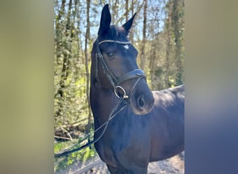 Westfaliano, Giumenta, 5 Anni, 164 cm, Baio nero