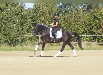 Westfaliano, Giumenta, 5 Anni, 164 cm, Baio nero