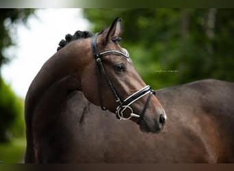 Westfaliano, Giumenta, 5 Anni, 164 cm, Baio scuro
