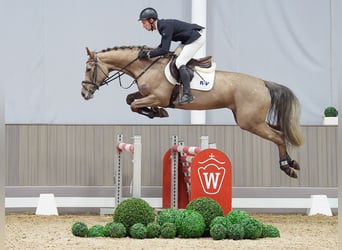 Westfaliano, Giumenta, 5 Anni, 164 cm, Grigio