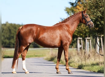 Westfaliano, Giumenta, 5 Anni, 164 cm, Sauro scuro