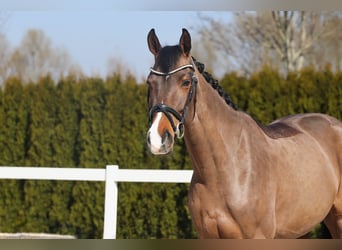 Westfaliano, Giumenta, 5 Anni, 165 cm, Baio