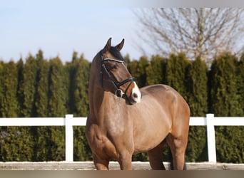 Westfaliano, Giumenta, 5 Anni, 165 cm, Baio