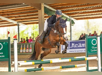 Westfaliano, Giumenta, 5 Anni, 165 cm, Baio