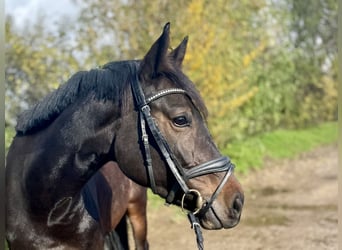 Westfaliano, Giumenta, 5 Anni, 165 cm, Baio nero