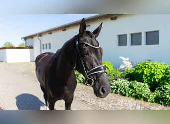 Westfaliano, Giumenta, 5 Anni, 165 cm, Baio scuro