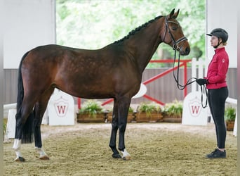 Westfaliano, Giumenta, 5 Anni, 165 cm, Baio scuro