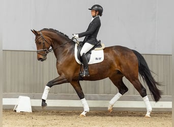 Westfaliano, Giumenta, 5 Anni, 165 cm, Baio scuro