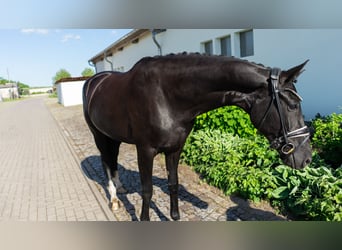 Westfaliano, Giumenta, 5 Anni, 165 cm, Baio scuro