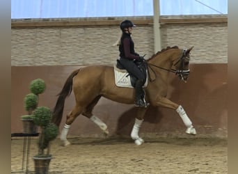 Westfaliano, Giumenta, 5 Anni, 165 cm, Sauro