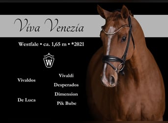 Westfaliano, Giumenta, 5 Anni, 165 cm, Sauro