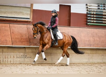 Westfaliano, Giumenta, 5 Anni, 166 cm, Baio