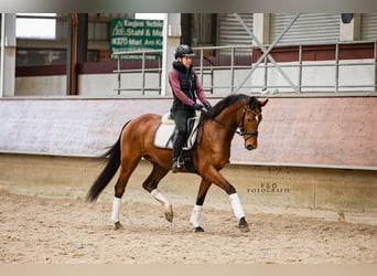 Westfaliano, Giumenta, 5 Anni, 166 cm, Baio