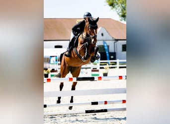 Westfaliano, Giumenta, 5 Anni, 166 cm, Baio ciliegia