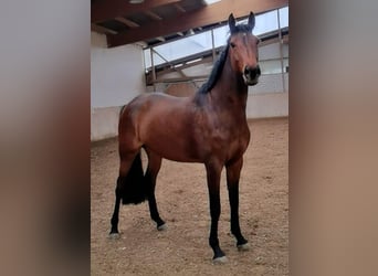 Westfaliano, Giumenta, 5 Anni, 167 cm, Baio