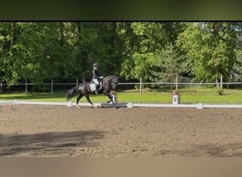 Westfaliano, Giumenta, 5 Anni, 167 cm, Baio scuro