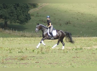 Westfaliano, Giumenta, 5 Anni, 167 cm, Morello
