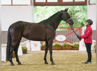 Westfaliano, Giumenta, 5 Anni, 167 cm, Morello