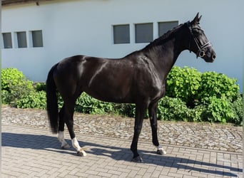 Westfaliano, Giumenta, 5 Anni, 167 cm, Morello