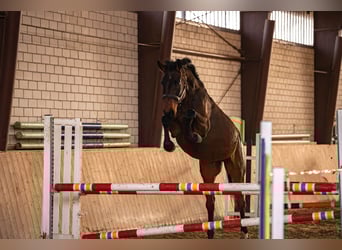 Westfaliano, Giumenta, 5 Anni, 168 cm, Baio