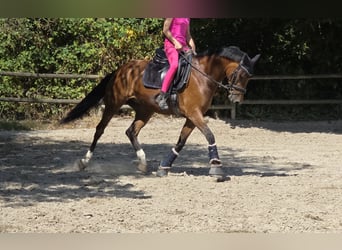 Westfaliano, Giumenta, 5 Anni, 168 cm, Baio