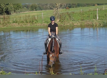 Westfaliano, Giumenta, 5 Anni, 168 cm, Baio