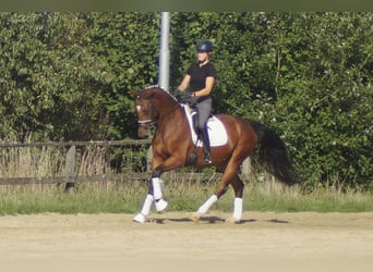Westfaliano, Giumenta, 5 Anni, 168 cm, Baio
