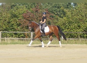 Westfaliano, Giumenta, 5 Anni, 168 cm, Baio