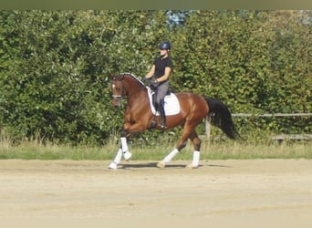 Westfaliano, Giumenta, 5 Anni, 168 cm, Baio