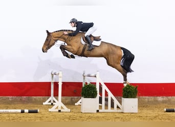 Westfaliano, Giumenta, 5 Anni, 168 cm, Baio