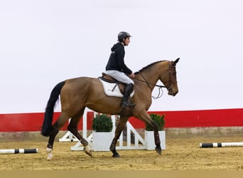 Westfaliano, Giumenta, 5 Anni, 168 cm, Baio