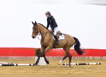 Westfaliano, Giumenta, 5 Anni, 168 cm, Baio