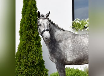 Westfaliano, Giumenta, 5 Anni, 168 cm, Grigio pezzato