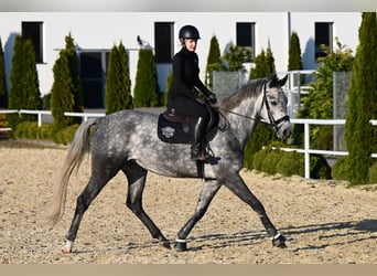 Westfaliano, Giumenta, 5 Anni, 168 cm, Grigio pezzato