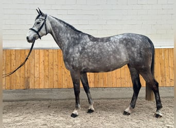 Westfaliano, Giumenta, 5 Anni, 168 cm, Grigio pezzato